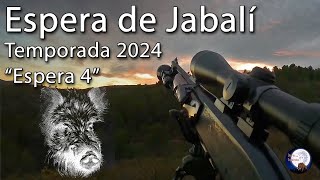 Espera de Jabalí Temporada 2024 Espera 4 [upl. by Perle483]