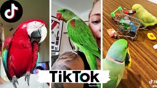 🐦 LOROS TIK TOK 🌍LOROS GRACIOSOS MUNDO 2021 🌍 Loros Graciosos [upl. by Eilac]