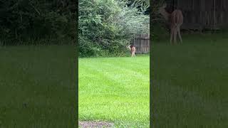 Deer in Tomball back yard [upl. by Eziechiele445]