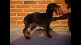 Doberman en venta Cachorros en venta Mexico 015584885050 [upl. by Anelegna909]