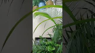 Areca palm care tips 👍🏻💚 plants indoorplants arecapalmcare gardening areca garden gardening [upl. by Natica]