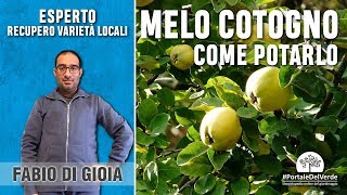 Come potare il melo cotogno [upl. by Arebma]