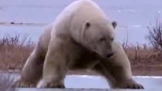 Polar Bear on Thin Ice  BBC Studios [upl. by Bokaj237]