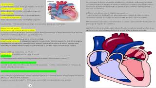 volumen minuto y ciclo cardiaco [upl. by Lativa]