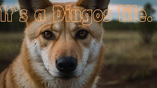 Discover the Dingo Secrets of Australias Wild Dogs [upl. by Yaeger]