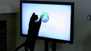 Cat Attacks XBOX 360 Logo [upl. by Lexis672]