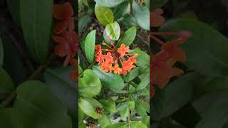 Thuốc tiên vua Rubiaceae họ Ixora chi大王仙丹茜草科科仙丹花屬VID20240701105844 [upl. by Nolie]