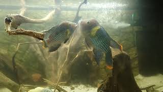 Andinoacara rivulatus  pair 🎥2 [upl. by Hokanson153]