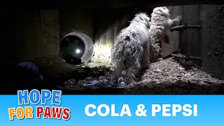 Hope For Paws Bonded poodles struggling to survive in a sewer get a heartwarming rescue dog [upl. by Hanad136]