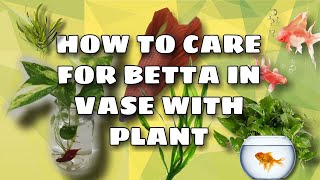 HOW TO CARE FOR A BETTA FISH IN VASE WITH PLANT [upl. by Illehs695]