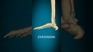 movement at metatarsophalangeal and interphalangeal jointsphydiorehabdrsamia [upl. by Angelika]