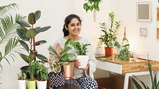 5 Air Purifying Indoor Plants for Styling Your Home स्टाइलिश हवा शुद्ध करने वाले पौधे [upl. by Ahk]