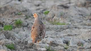 Vroege Vogels  Roepende patrijs [upl. by Gothart]