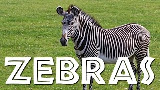 Zebras for Kids Learn all About Zebras  FreeSchool [upl. by Durston47]