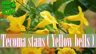 Tecoma Stans Yellow bells  Bright Golden Yellow Trumpetshaped Flowers [upl. by Ponzo]