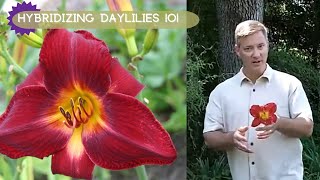 How To Hybridizing Daylilies  Oakes Daylilies [upl. by Nnaaihtnyc]