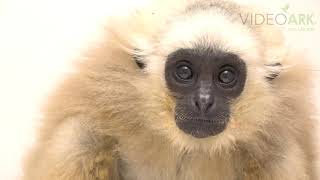 Two yearold endangered IUCN and federally endangered pileated gibbon Hylobates pileatus at ACCB [upl. by Caia78]