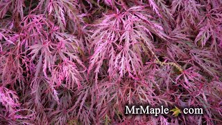 HANA MATOI JAPANESE MAPLE [upl. by Eyssej]