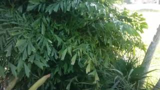 The Clumping Fishtail Palm  Caryota mitis [upl. by Vivi]