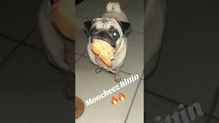 Props tokok issa jokeee … zoomies munchies pug fyp happydog joke [upl. by Cobb]