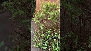 Spirea pruned at the wrong time landscaper shrubs pruning gardening redseal [upl. by Nylessej]