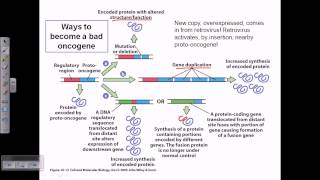 protooncogene activation [upl. by Slavin]