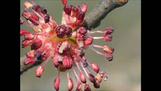 Florais de Bach Elm [upl. by Amin817]