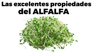 ❇️9 BENEFICIOS DEL ALFALFA propiedades cómo comerla y efectos secundarios [upl. by Curt]