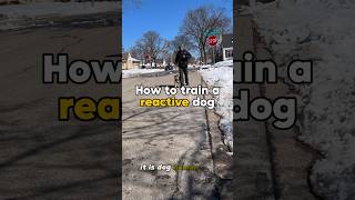 HOW TO Train a reactive dog💥 dog dogtraining reactivedog [upl. by Rick753]