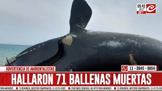 Ballenas muertas ya son 71 los ejemplares hallados sin vida en Península Valdés [upl. by Irab]