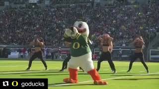 Oregon Duck dancing with cheerleaders Oregon mascot dances with cheerleaders on the field [upl. by Nosila300]