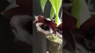 Monnierara Millennium Magic Witchcraft orchid anggrek orquideas catasetum [upl. by Lupe765]