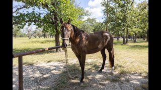 1158 Orchard Park Medina TX  The Boehm Team of KW Boerne [upl. by Sybila]