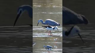 Australian shorebirds [upl. by Shiekh490]