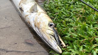 SINGAPORE 🇸🇬 Big Baraccuda Fish Caught at Sembawang Fishing Jetty [upl. by Adnawuj27]