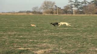 galgos de campo galgos y liebres [upl. by Knutson]