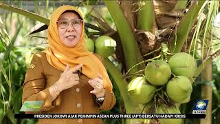 Kelapa Pandan Wangi Kelapa Genjah Andalan Ibu Pertiwi [upl. by Lightman]