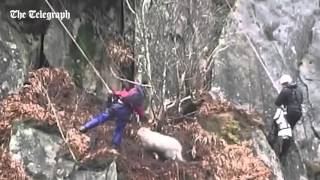 Are ewe lost RSPCA rescue sheep from Snowdonia mountain ledge [upl. by Drehcir733]