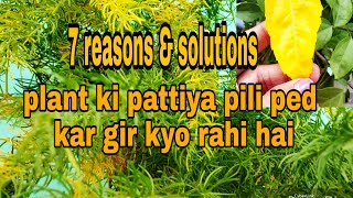 Why are plant leaves turning yellowreasons amp their solutions Hindi Urdu [upl. by Nomsed]