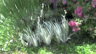 Iris pallida Variegata  Zebra Bearded Iris [upl. by Corri]