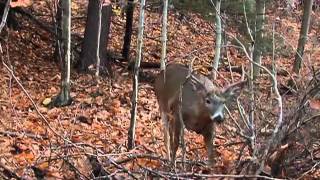 Where to Place Your Treestand for Deer Hunting [upl. by Sande395]