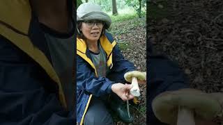 Cueillette de champignons en forêt [upl. by Balbur]