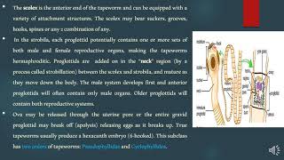 Lecture 5 Medical Helminthology Class Cestoda [upl. by Neall181]