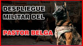 Despliegue Militar del PASTOR BELGA La Fuerza Canina en Acción [upl. by Noyar]