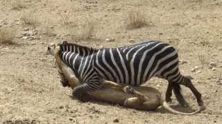 Amazing Lion vs Zebra with unexpected escape [upl. by Eisinger]