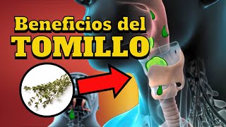 ¡Importante Beneficios del tomillo [upl. by Bamby]