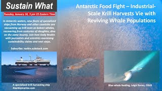 Antarctic Food Fight  IndustrialScale Krill Harvests Vie with Reviving Whale Populations [upl. by Hnamik]