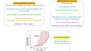 Vesicoureteral Reflex Ureterorenal Reflex Chapter 26 part 4 Guyton and Hall Physiology [upl. by Blossom]