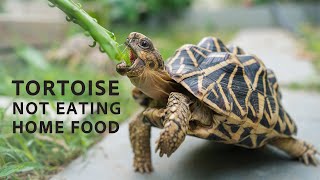 Tortoise Not Eating  How to change a tortoises diet [upl. by Harv]