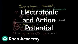 Electrotonic and action potentials  Human anatomy and physiology  Health amp Medicine  Khan Academy [upl. by Yared]